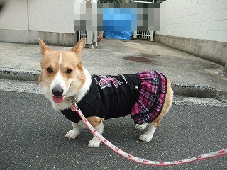 2011_0103初詣0003.jpg