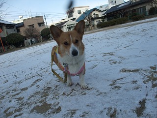 2011_0116雪の朝0001.jpg