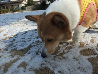 2011_0116雪の朝0002.jpg