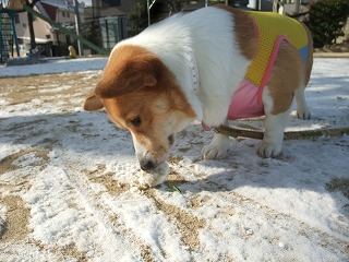 2011_0116雪の朝0003.jpg