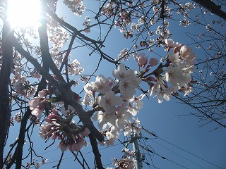 2011_0406花見0040.jpg