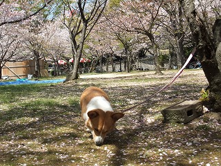 2011_0413比治山0058.jpg