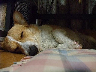 2011_0417岡山でのラン0123.jpg