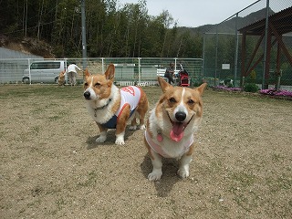 2011_0417岡山でのラン0019.jpg