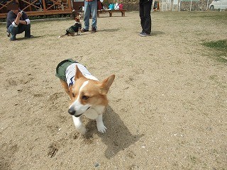 2011_0417岡山でのラン0010.jpg