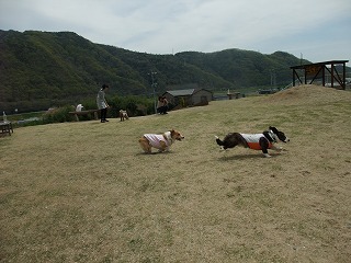 2011_0417岡山でのラン0009.jpg