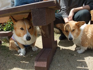 2011_0417岡山でのラン0046.jpg