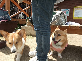 2011_0417岡山でのラン0057.jpg