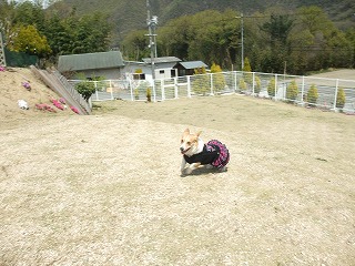 2011_0417岡山でのラン0071.jpg