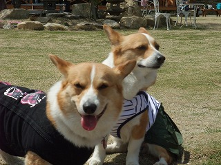 2011_0417岡山でのラン0076.jpg