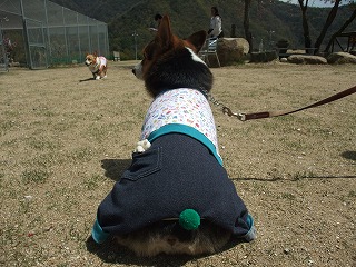 2011_0417岡山でのラン0060.jpg