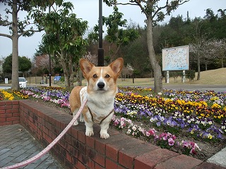 2011_0417岡山でのラン0121.jpg