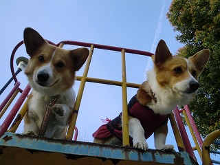 2011_0421お山の公園で0024.jpg