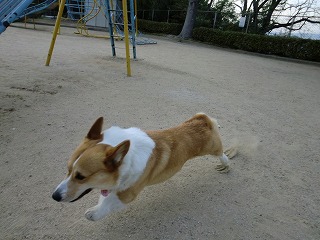 2011_0421お山の公園で0047.jpg