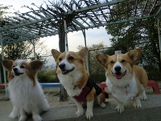 2011_0421お山の公園で0053.jpg