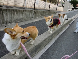 2011_0421お山の公園で0065.jpg