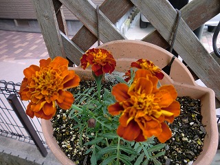 2011_0502花0016.jpg