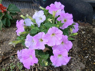 2011_0502花0013.jpg