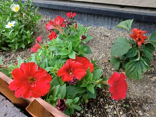 2011_0502花0012.jpg