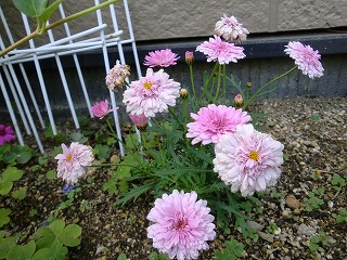 2011_0502花0009.jpg