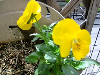 2011_0502花0003.jpg