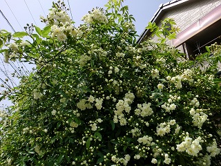 2011_0502花0001.jpg