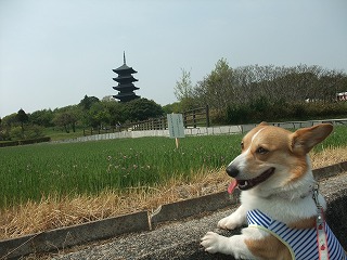 2011_0430御津のランと国分寺0042.jpg