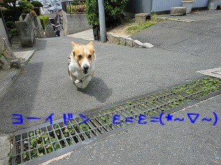 2011_0507昼間の公園0002.jpg