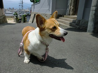 2011_0507昼間の公園0007.jpg