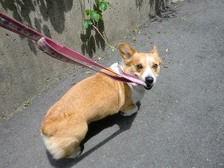 2011_0507昼間の公園0010.jpg