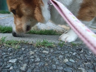 2011_0513散歩0022.jpg