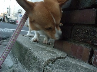 2011_0513散歩0024.jpg