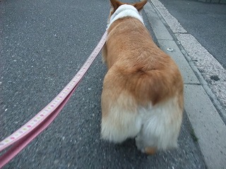 2011_0513散歩0023.jpg