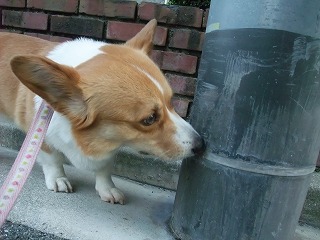 2011_0513散歩0026.jpg