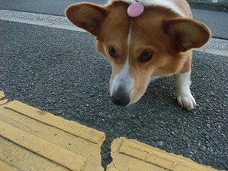 2011_0513散歩0037.jpg