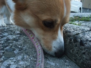 2011_0513散歩0050.jpg