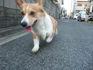 2011_0513散歩0029.jpg