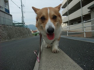 2011_0515花と散歩0026.jpg