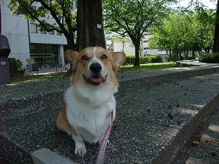 2011_0514平和大通りでの散歩0021.jpg