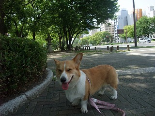 2011_0514平和大通りでの散歩0028.jpg