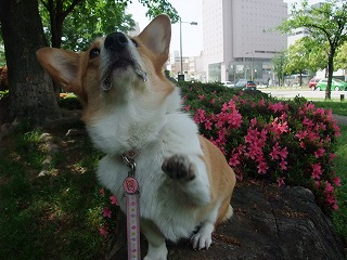 2011_0514平和大通りでの散歩0043.jpg