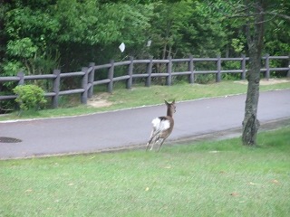 2011_0523森林公園にて0012.jpg