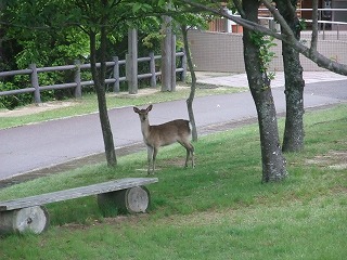 2011_0523森林公園にて0013.jpg