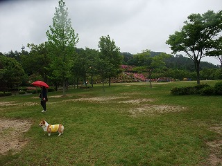 2011_0523森林公園にて0014.jpg