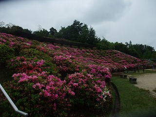 2011_0523森林公園にて0018.jpg