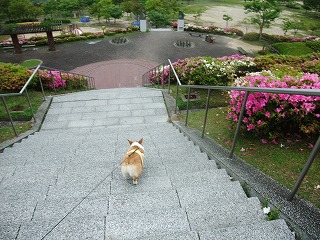 2011_0523森林公園にて0024.jpg