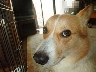 2011_0519花0006.jpg