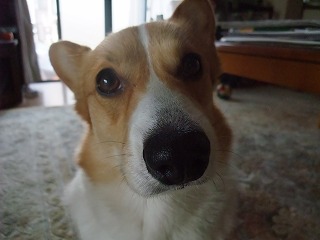 2011_0519花0002.jpg