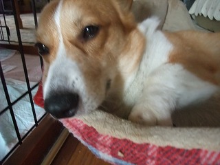 2011_0608寝起き0001.jpg