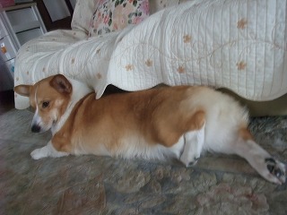 2011_0608寝起き0005.jpg